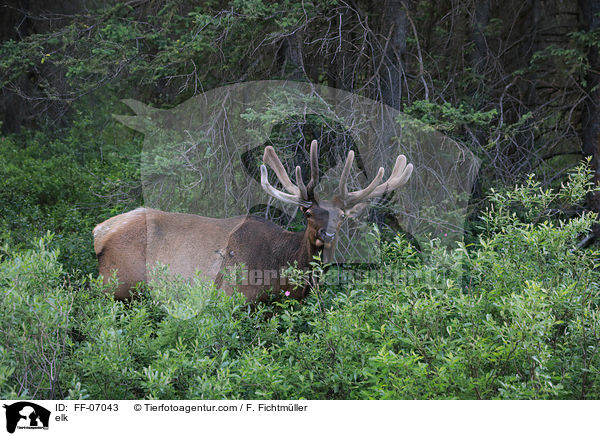 elk / FF-07043
