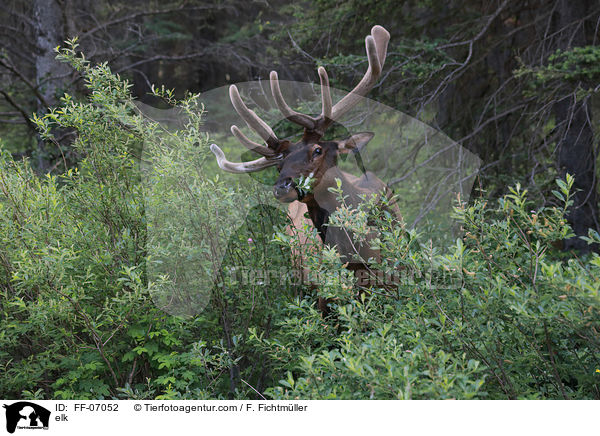 elk / FF-07052