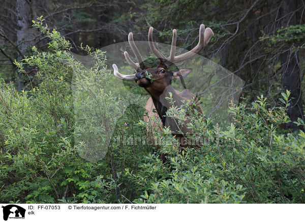 elk / FF-07053