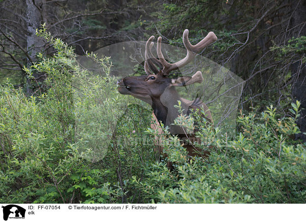 elk / FF-07054