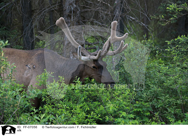elk / FF-07056