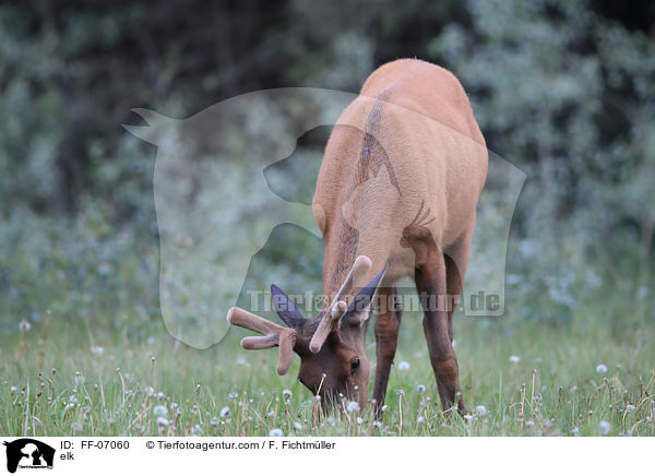 elk / FF-07060