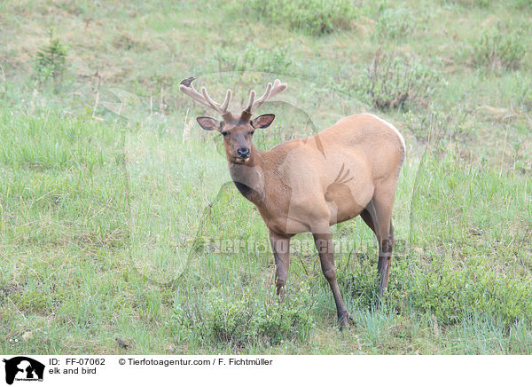 Wapiti und Vogel / elk and bird / FF-07062