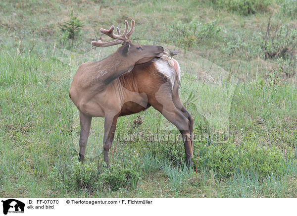 Wapiti und Vogel / elk and bird / FF-07070