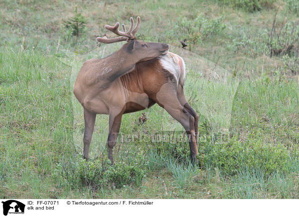 Wapiti und Vogel / elk and bird / FF-07071