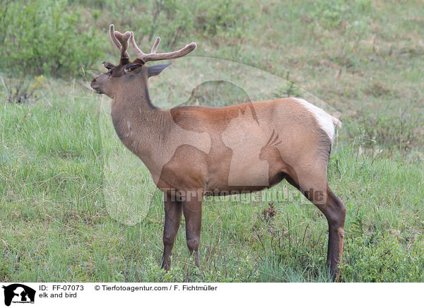 Wapiti und Vogel / elk and bird / FF-07073