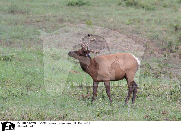 Wapiti und Vogel / elk and bird / FF-07075