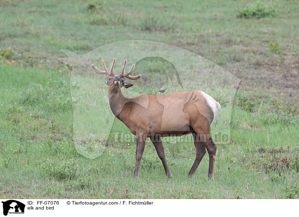 Wapiti und Vogel / elk and bird / FF-07076