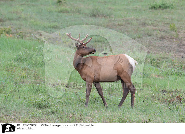 Wapiti und Vogel / elk and bird / FF-07077