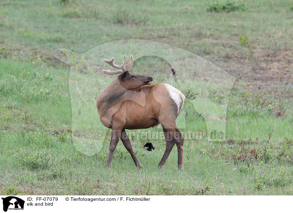 Wapiti und Vogel / elk and bird / FF-07079