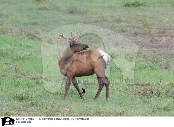 Wapiti und Vogel / elk and bird / FF-07080