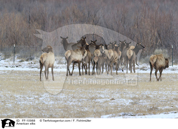 Wapitis / American elks / FF-10988
