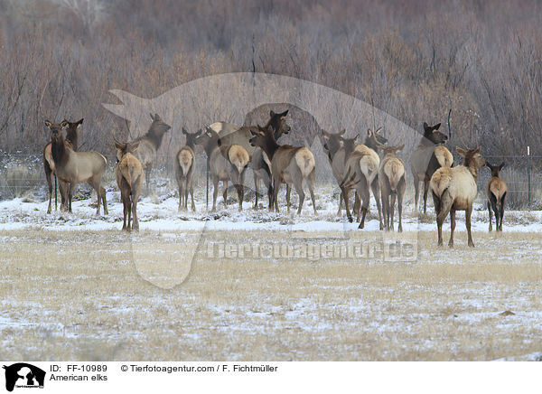 Wapitis / American elks / FF-10989