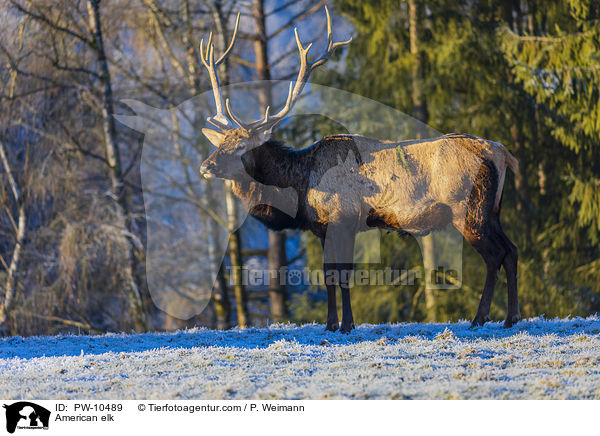 Wapiti / American elk / PW-10489