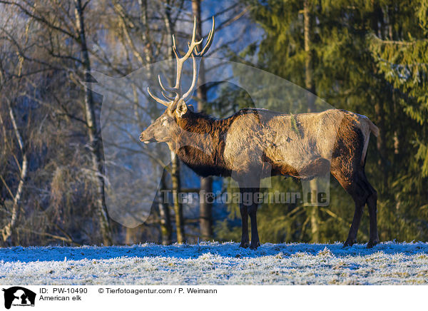 Wapiti / American elk / PW-10490