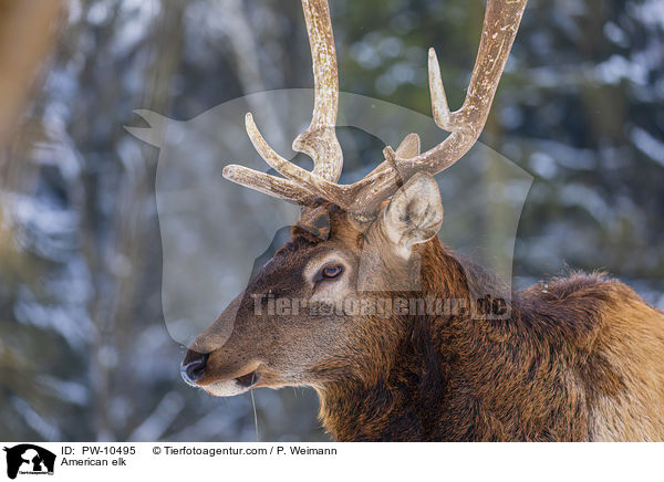 Wapiti / American elk / PW-10495