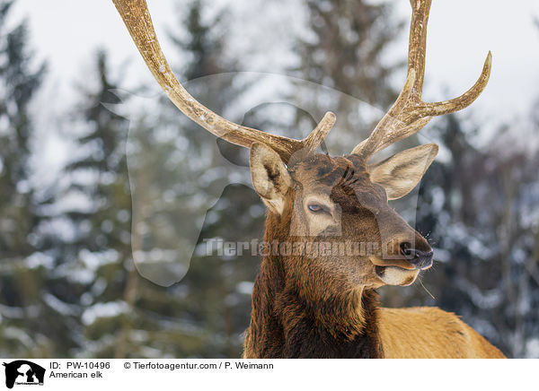 Wapiti / American elk / PW-10496