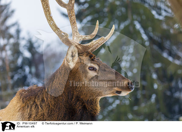 Wapiti / American elk / PW-10497