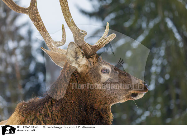 Wapiti / American elk / PW-10498