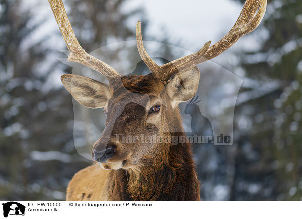 Wapiti / American elk / PW-10500