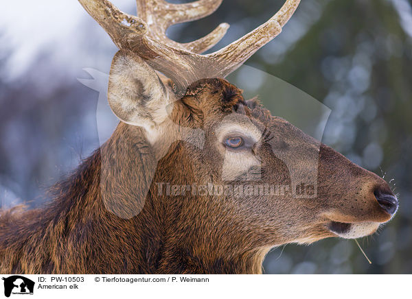 American elk / PW-10503