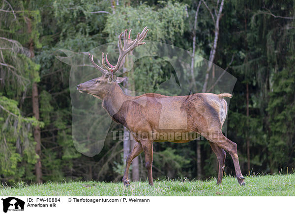 Wapiti / American elk / PW-10884