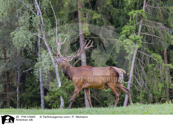 Wapiti / American elk / PW-10885