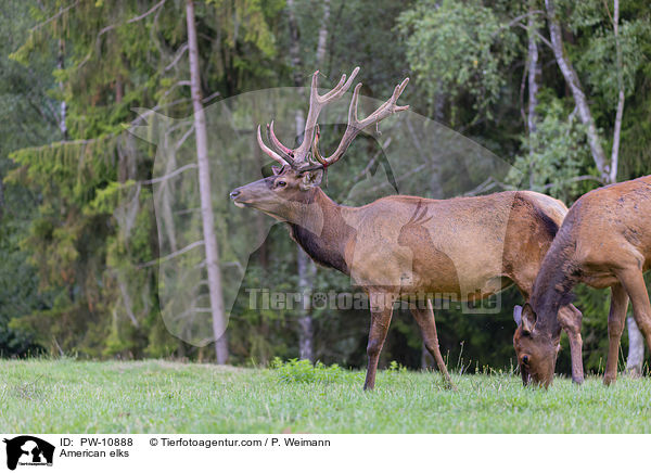 Wapitis / American elks / PW-10888