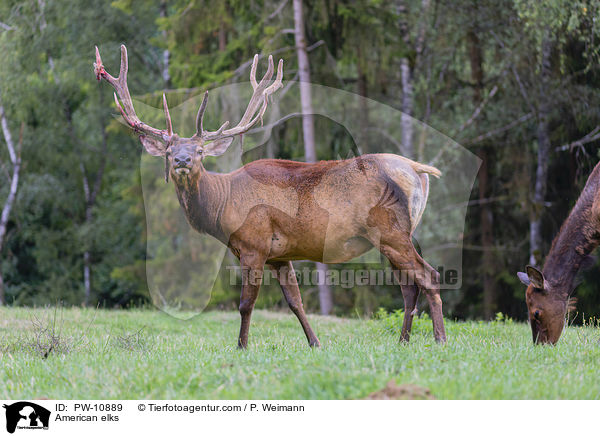 Wapitis / American elks / PW-10889