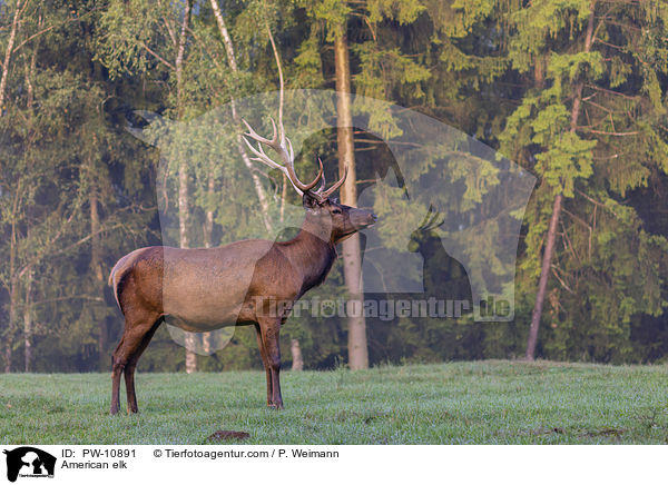 Wapiti / American elk / PW-10891