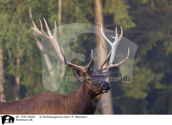 Wapiti / American elk / PW-10892
