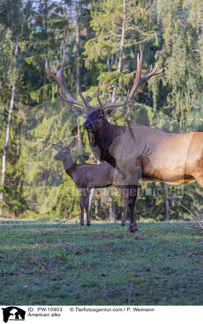 Wapitis / American elks / PW-10903