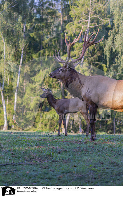Wapitis / American elks / PW-10904