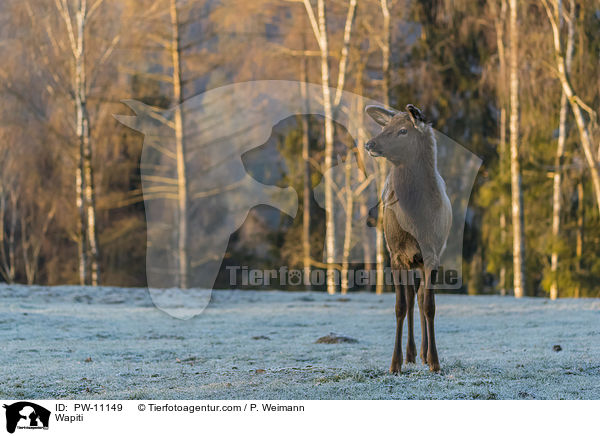Wapiti / PW-11149