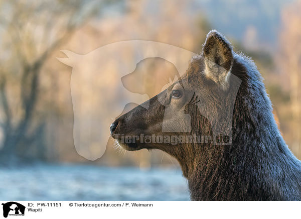 Wapiti / PW-11151