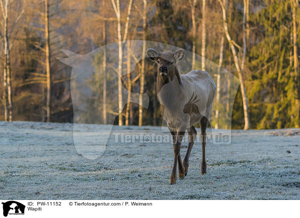 Wapiti / PW-11152