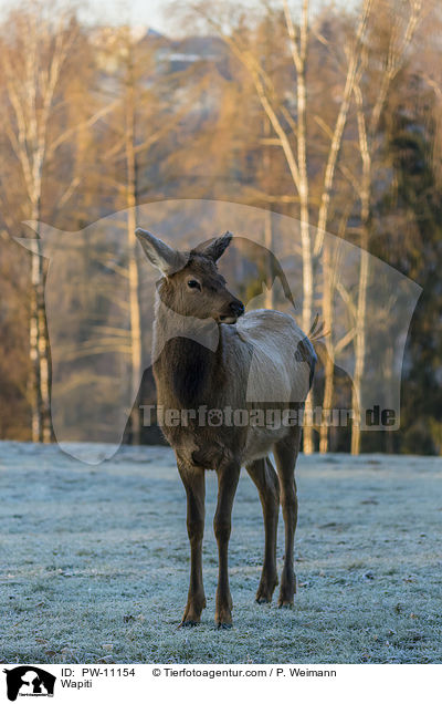 Wapiti / PW-11154