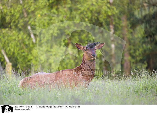 Wapiti / American elk / PW-15503