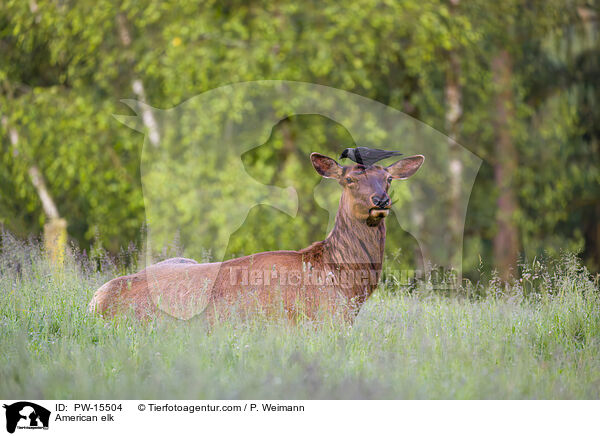 American elk / PW-15504