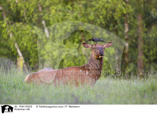 Wapiti / American elk / PW-15505