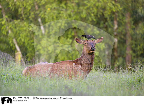 American elk / PW-15506