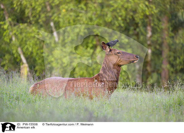 Wapiti / American elk / PW-15508