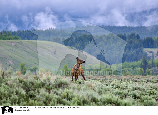 Wapiti / American elk / JR-06215