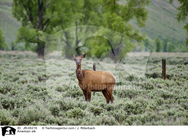 Wapiti / American elk / JR-06216