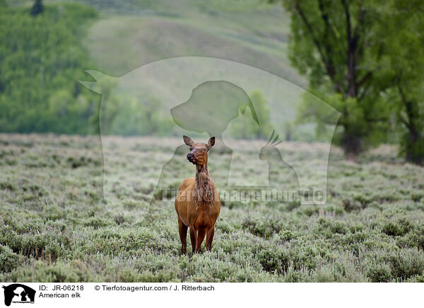 Wapiti / American elk / JR-06218