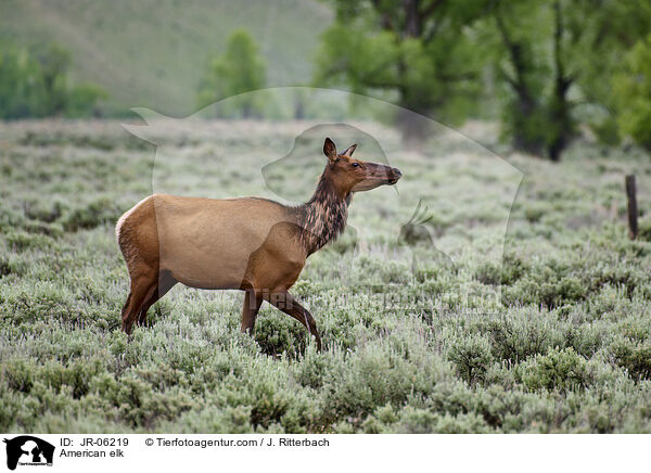 Wapiti / American elk / JR-06219