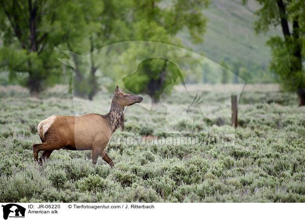 Wapiti / American elk / JR-06220