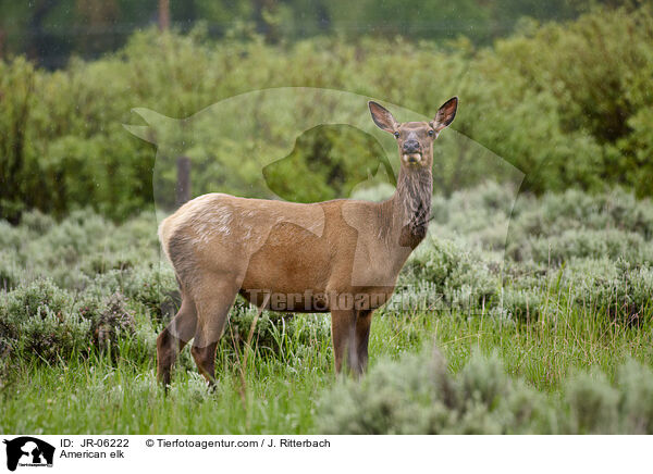 Wapiti / American elk / JR-06222