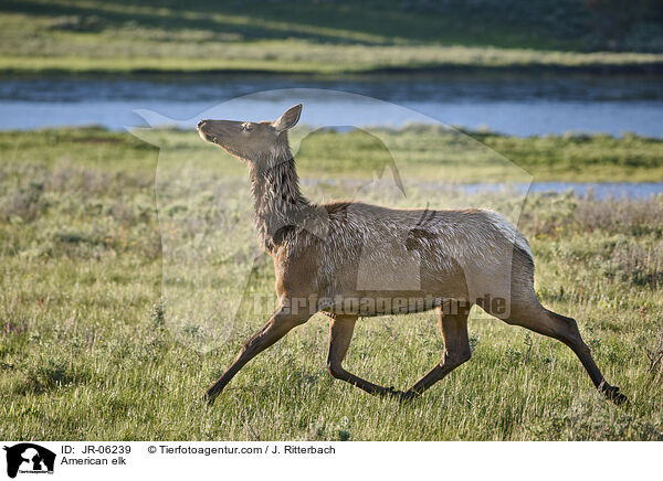 American elk / JR-06239
