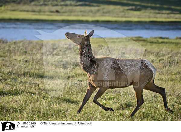 Wapiti / American elk / JR-06240
